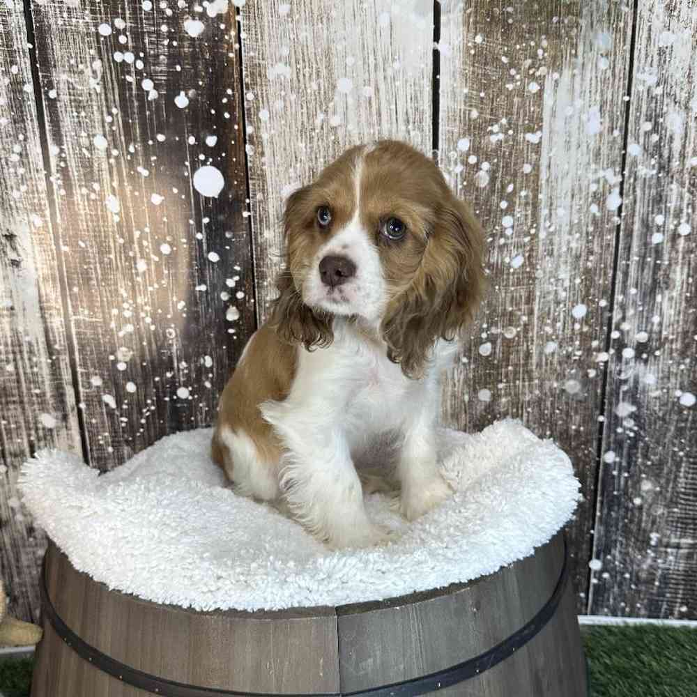 Female Cocker Spaniel Puppy for Sale in Braintree, MA