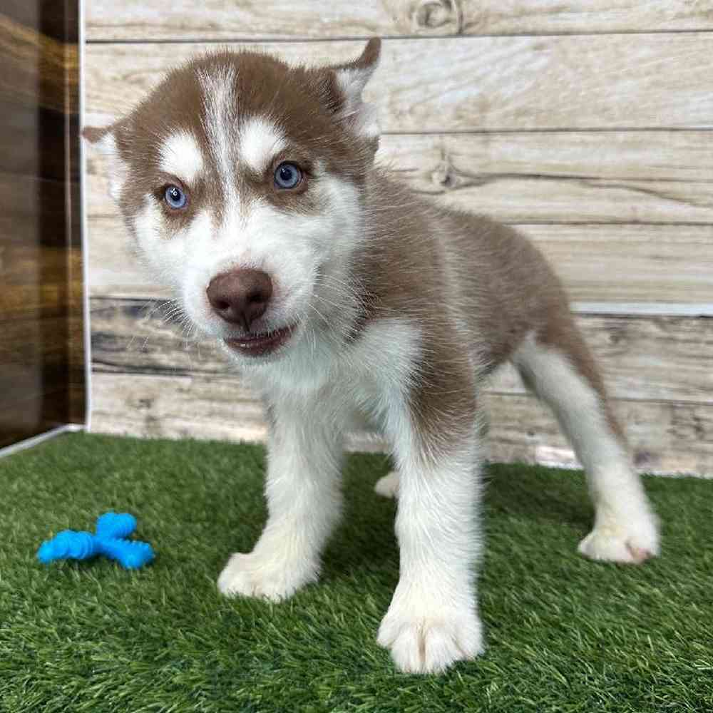 Male Siberian Husky Puppy for Sale in Braintree, MA
