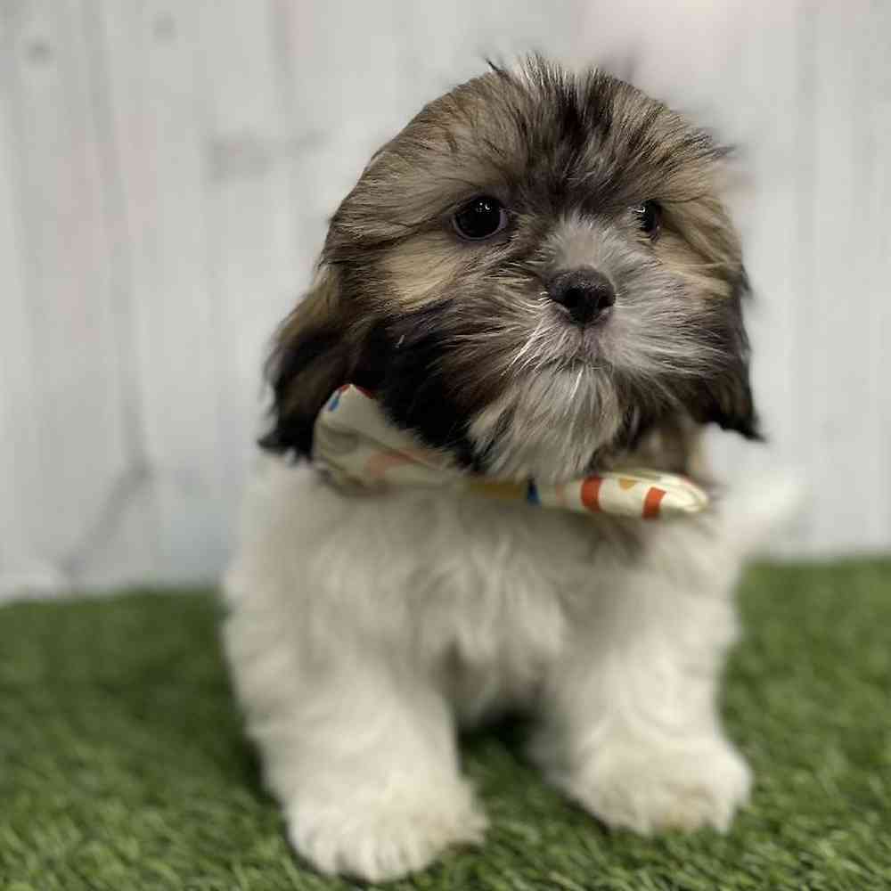 Male Shih Tzu Puppy for sale
