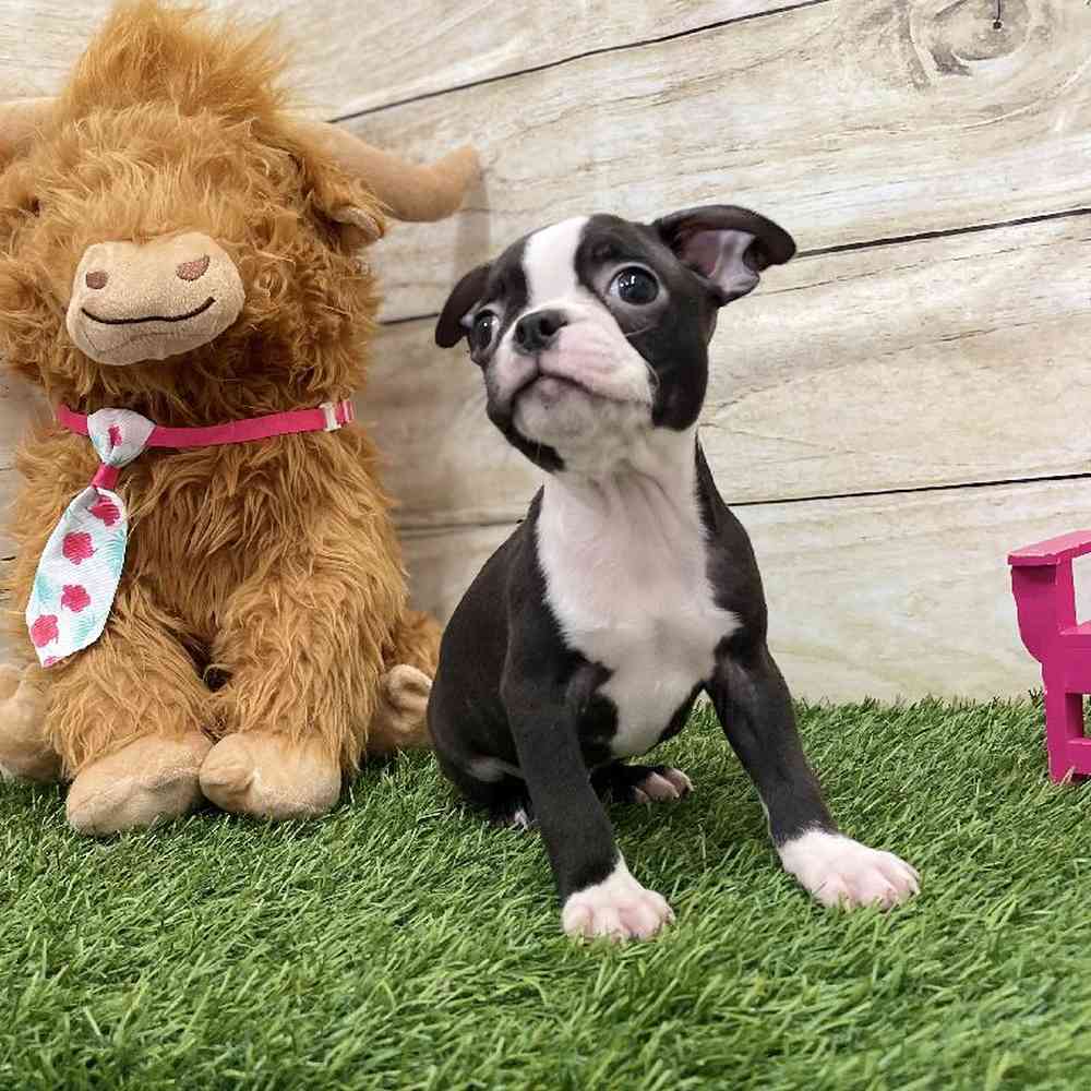 Male Boston Terrier Puppy for Sale in Braintree, MA