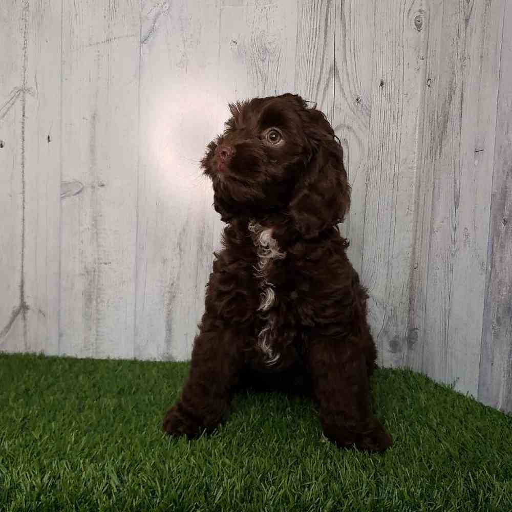 Male Cock-A-Poo Puppy for sale