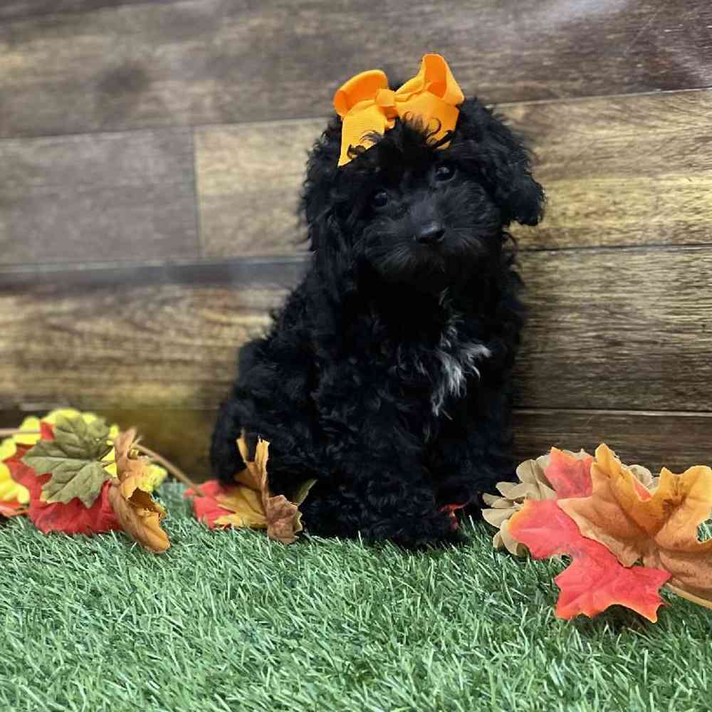 Female Cockapoo 2nd Gen Puppy for Sale in Braintree, MA