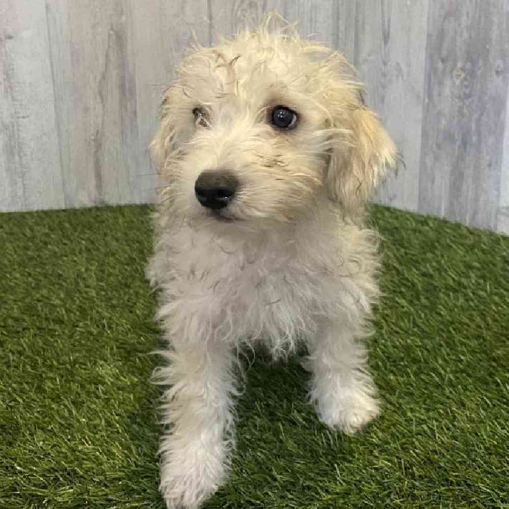 Male Chonzer (Bichon/Min Schnauzer) Puppy for sale