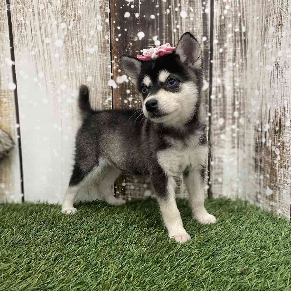 Female Alaskan Klee Kai Puppy for Sale in Braintree, MA