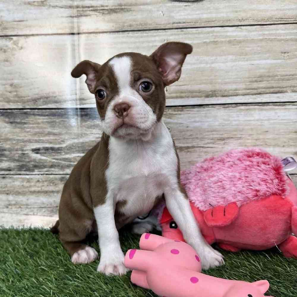 Female Boston Terrier Puppy for Sale in Saugus, MA