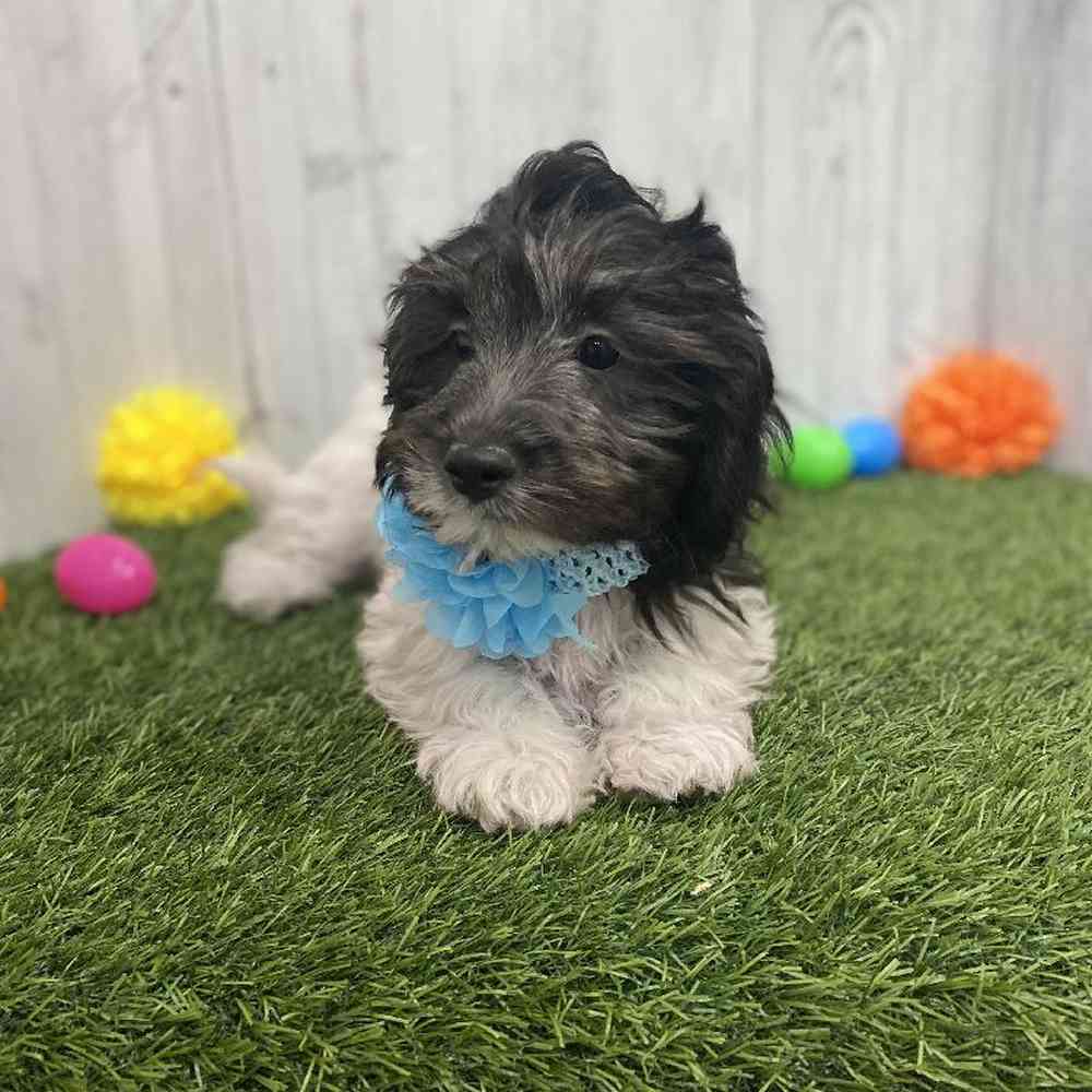 Female CockaChon Puppy for sale
