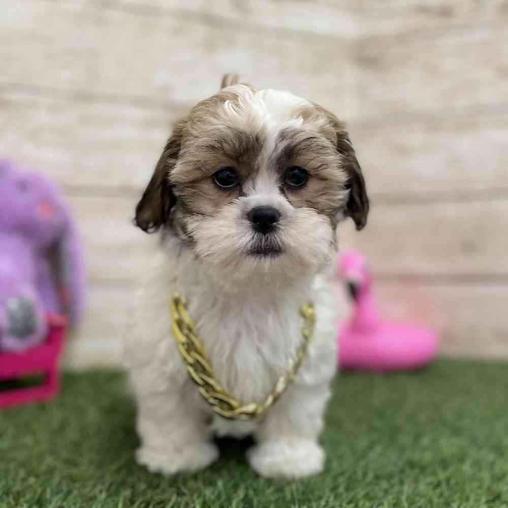 Male Teddy Bear (Zuchon) 2nd Gen Puppy for Sale in Braintree, MA