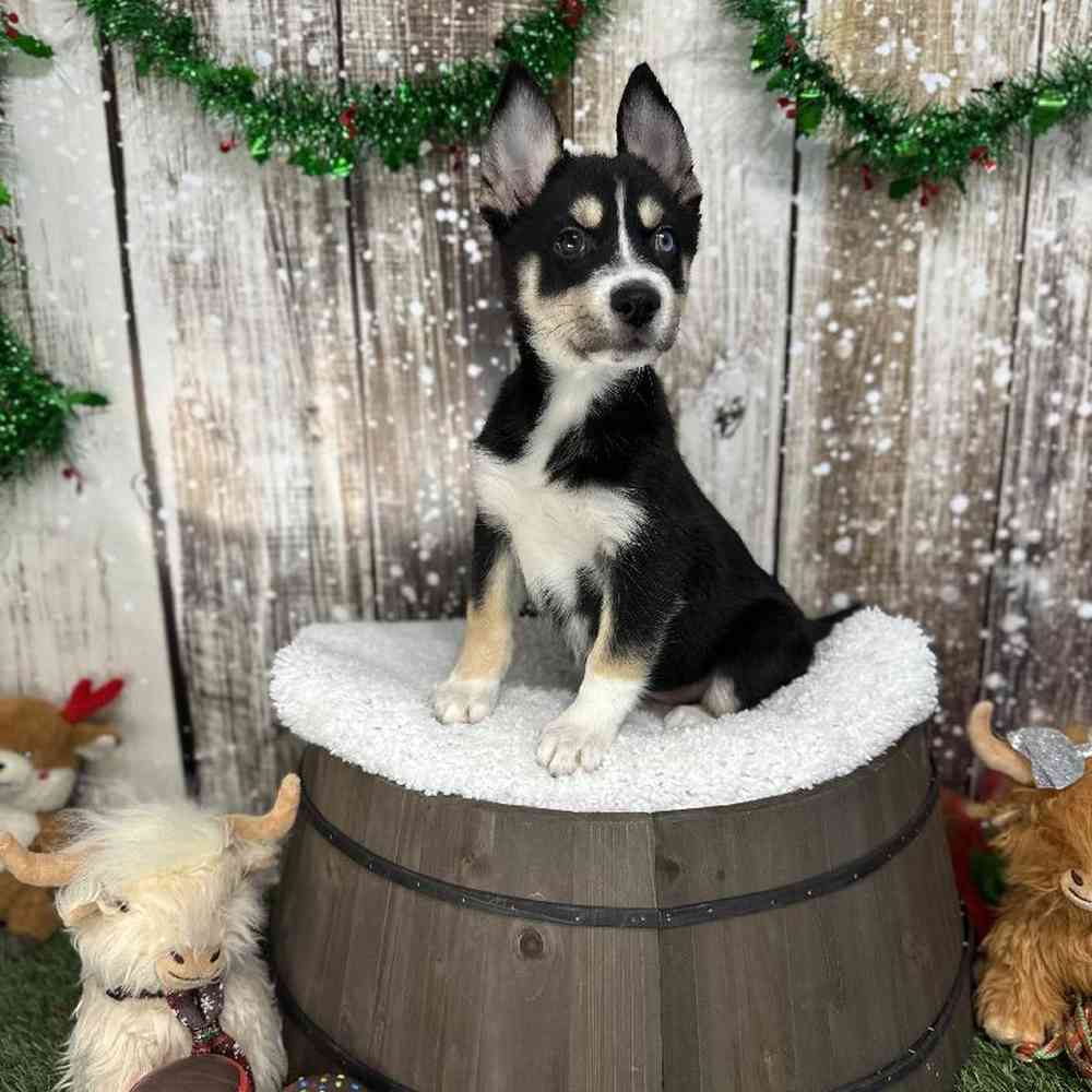 Female Australian Husky Puppy for Sale in Saugus, MA