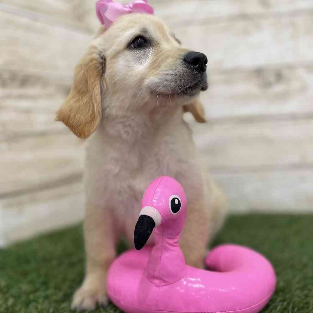 Female Golden Retriever Puppy for Sale in Braintree, MA