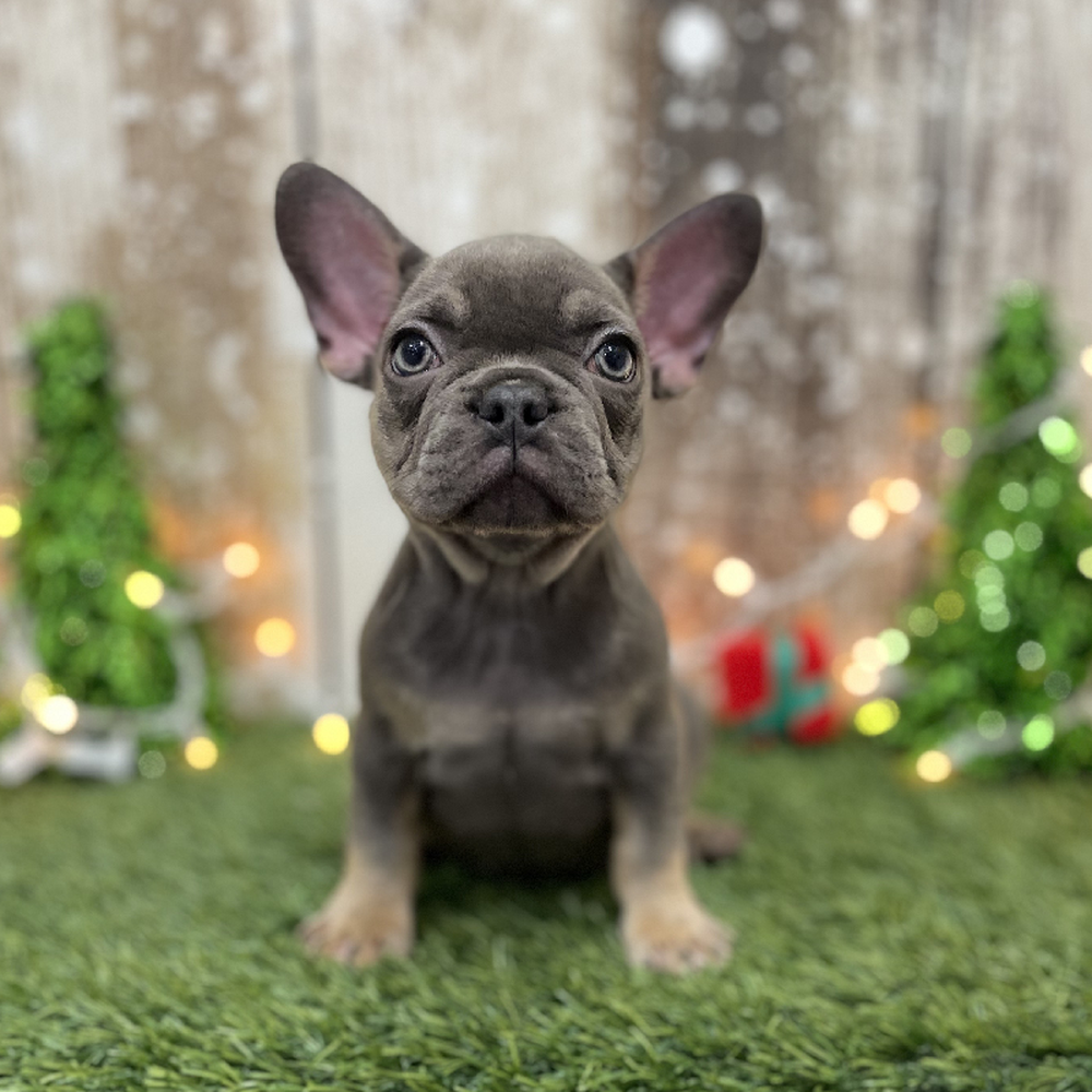 Female French Bulldog Puppy for Sale in Braintree, MA