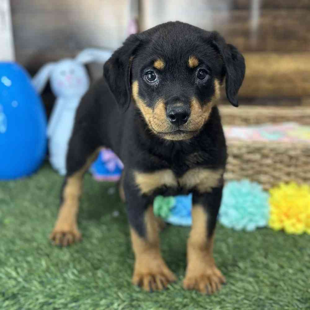 Female Rottweiler Puppy for Sale in Saugus, MA