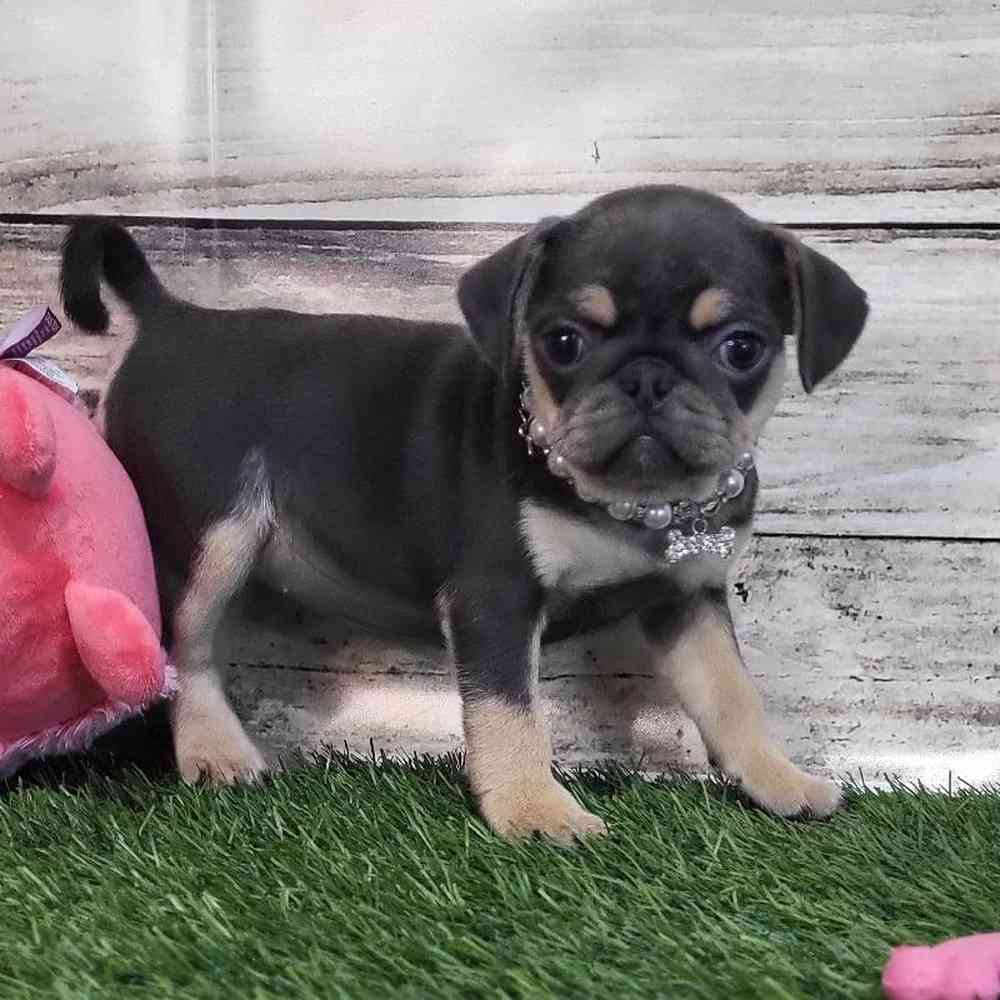 Female Pug Puppy for Sale in Saugus, MA