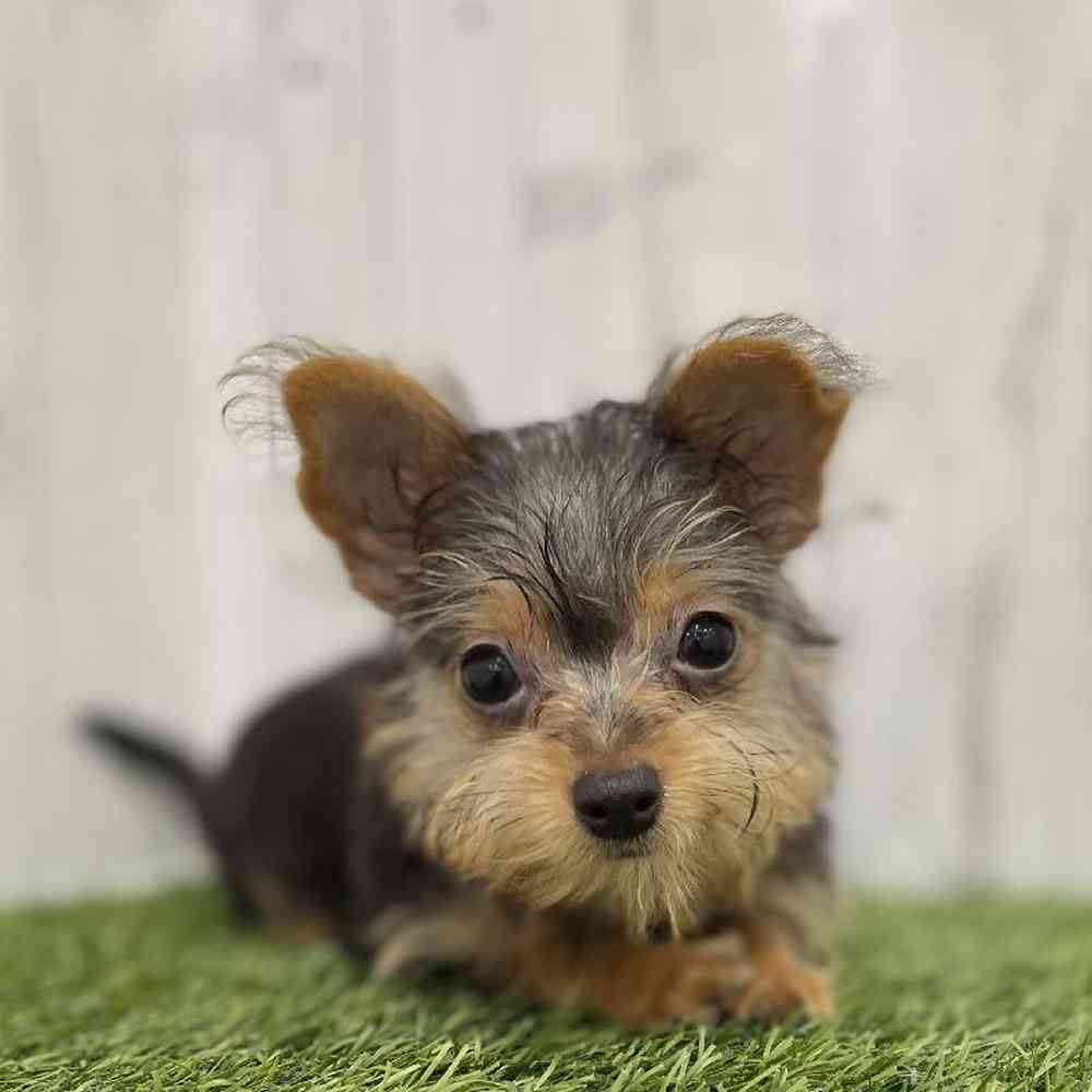 Male Chorkie Puppy for Sale in Braintree, MA