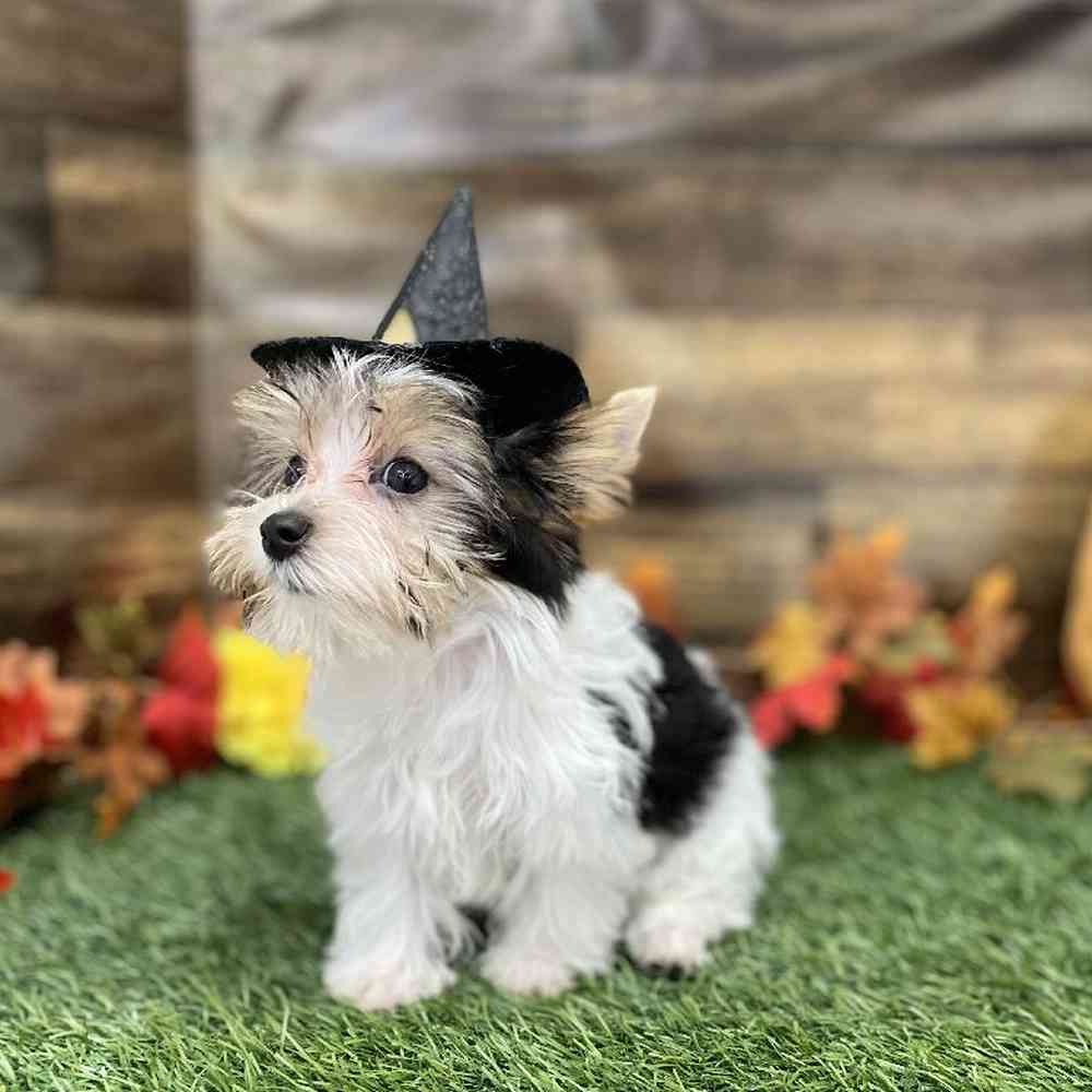 Female Yorkshire Terrier Puppy for Sale in Braintree, MA