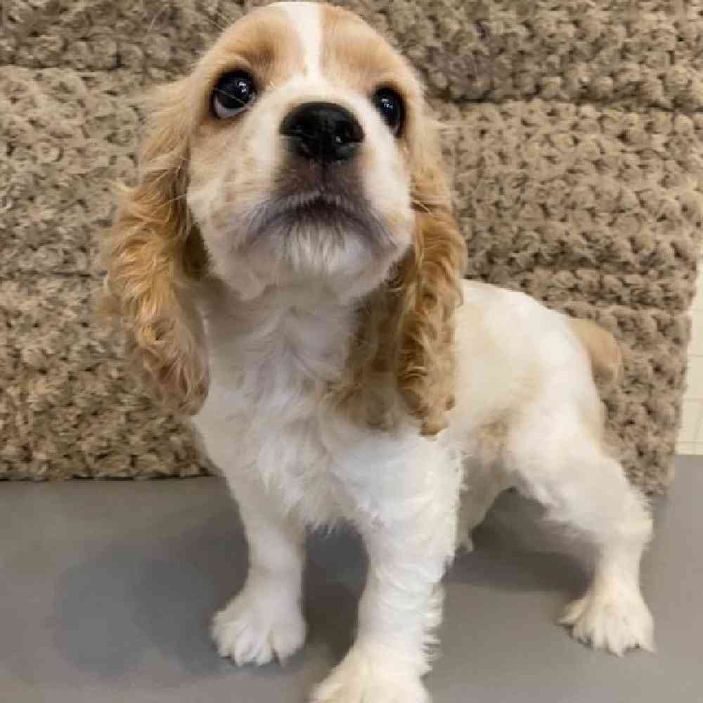 Female Cocker Spaniel Puppy for sale