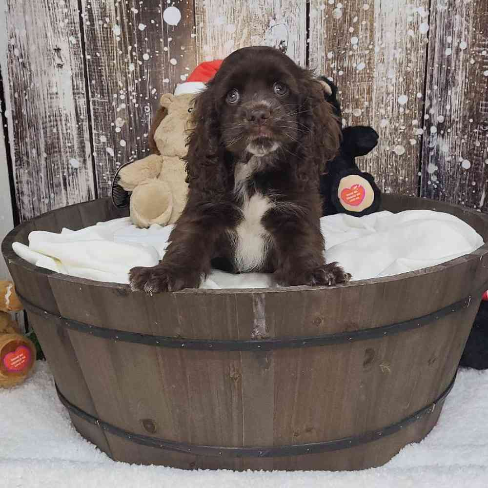 Male Cocker Spaniel Puppy for Sale in Saugus, MA