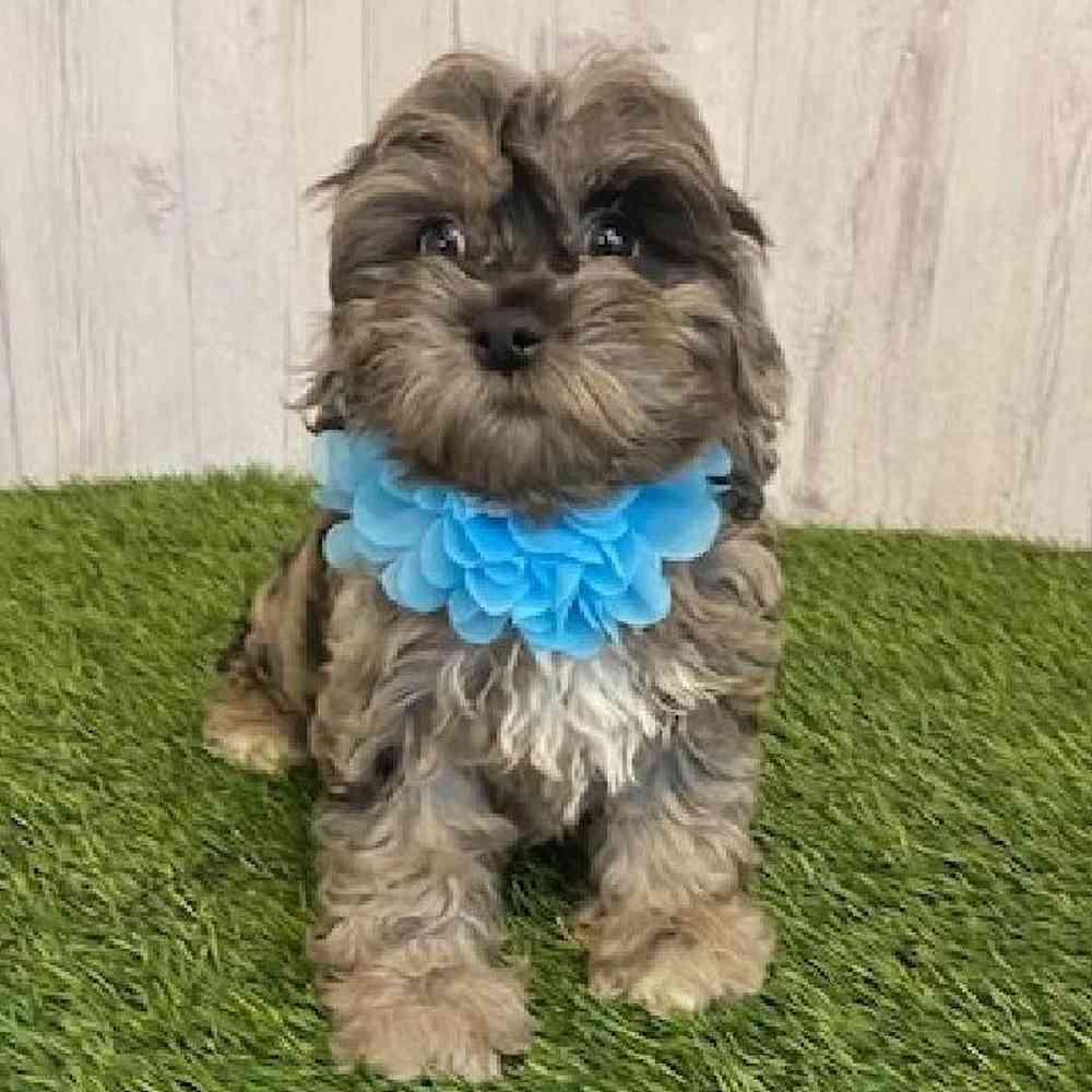 Female Cockapoo Puppy for sale