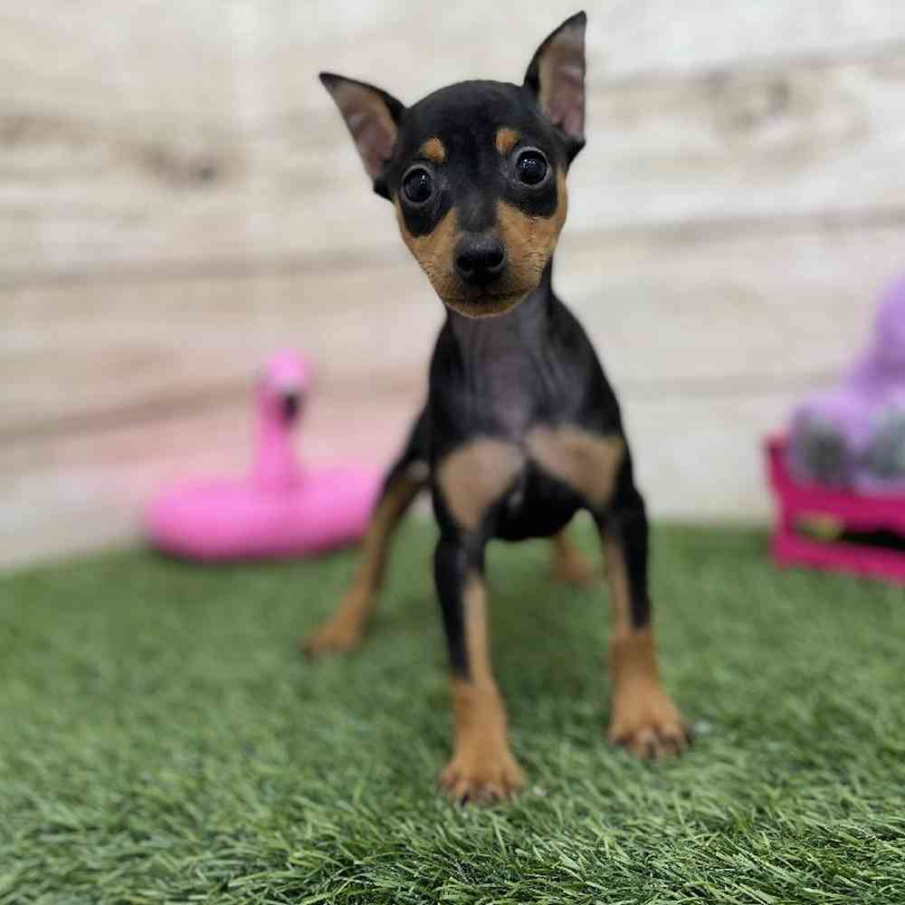 Female Miniature Pinscher Puppy for Sale in Braintree, MA