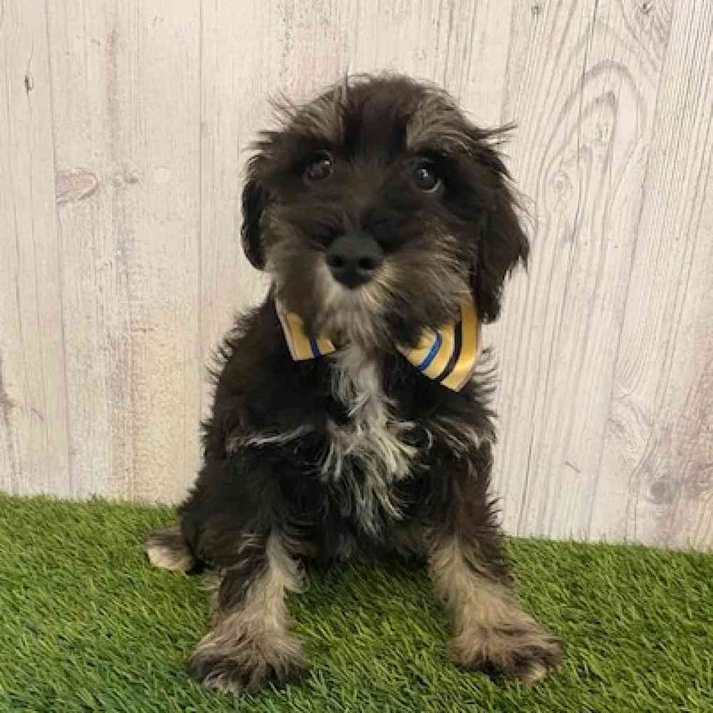 Male Miniature Schnauzer Puppy for sale