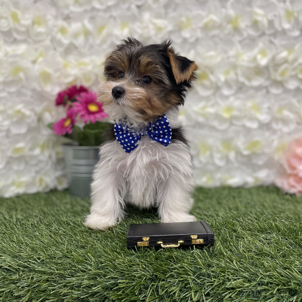 Male Yorkshire Terrier Puppy for Sale in Braintree, MA