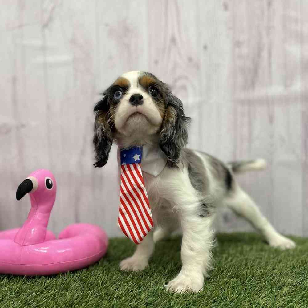 Male Cavalier King Charles Spaniel Puppy for Sale in Braintree, MA