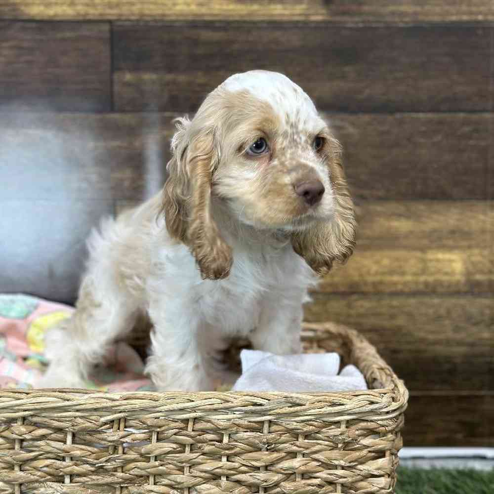 Female Cocker Spaniel Puppy for Sale in Saugus, MA