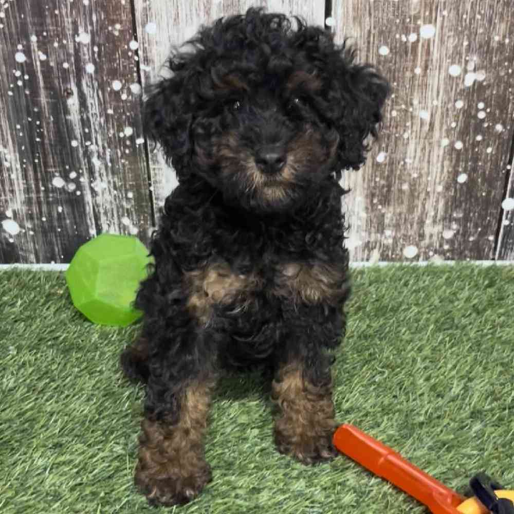 Female Mini Goldendoodle 2nd Gen Puppy for Sale in Saugus, MA