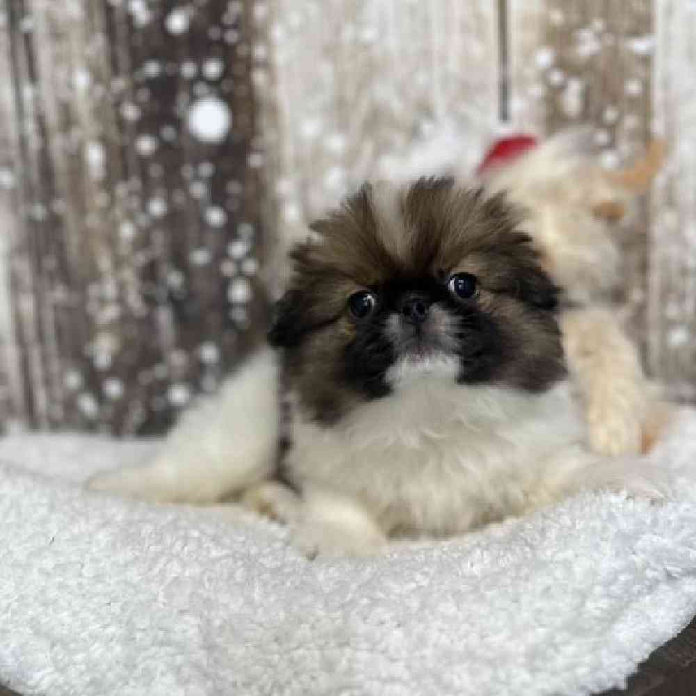 Male Japanese Chin Puppy for Sale in Saugus, MA
