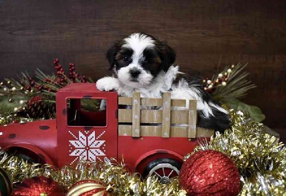 Male Hava Tzu Puppy for Sale in Saugus, MA