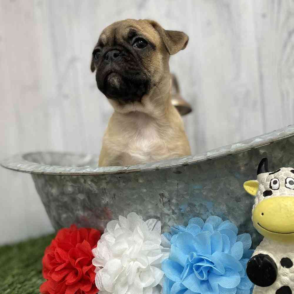 Male Frug Puppy for sale
