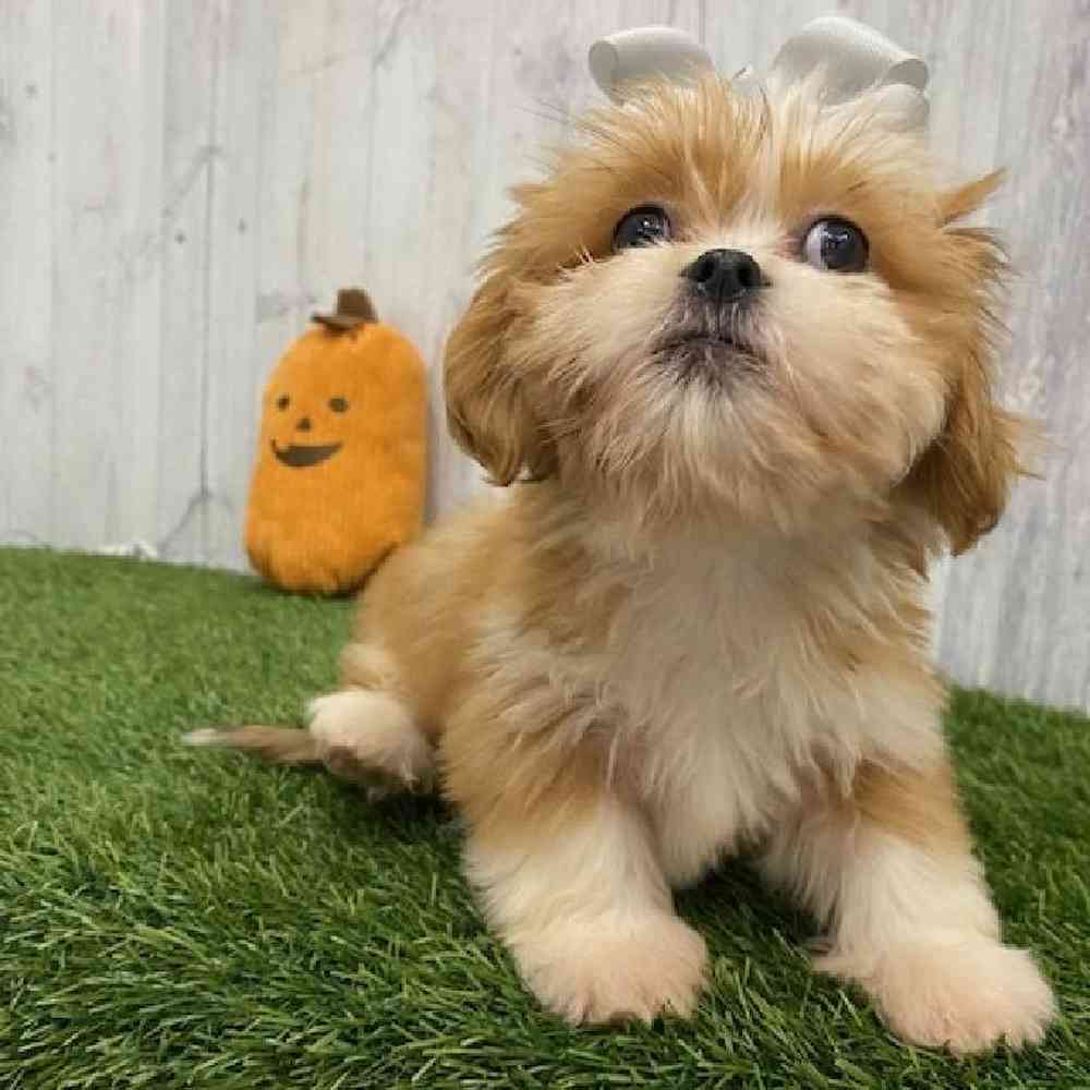Female Lhasa Apso Puppy for Sale in Braintree, MA