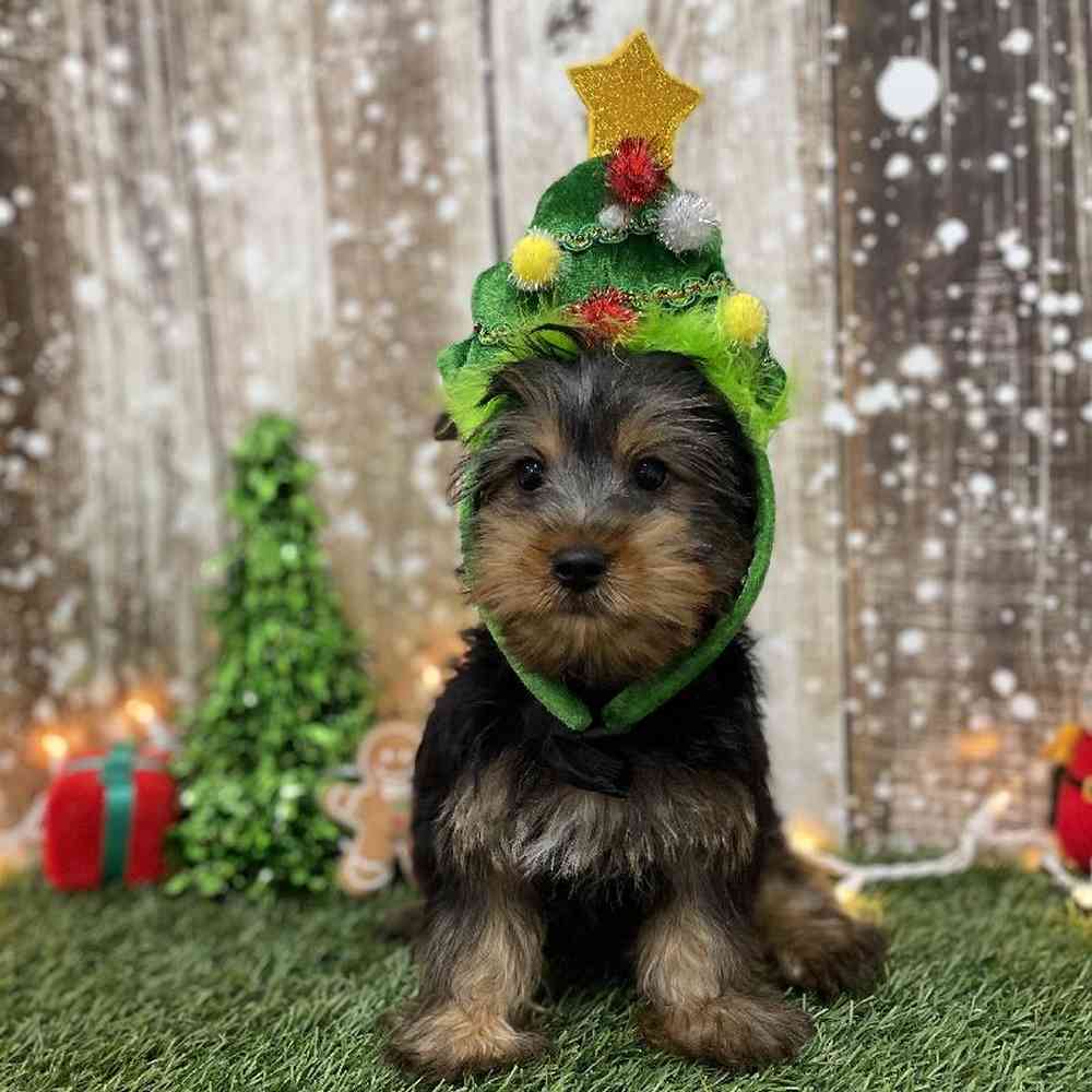 Male Silky Terrier Puppy for Sale in Braintree, MA