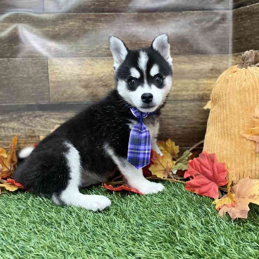 Male Alaskan Klee Kai Puppy for Sale in Braintree, MA