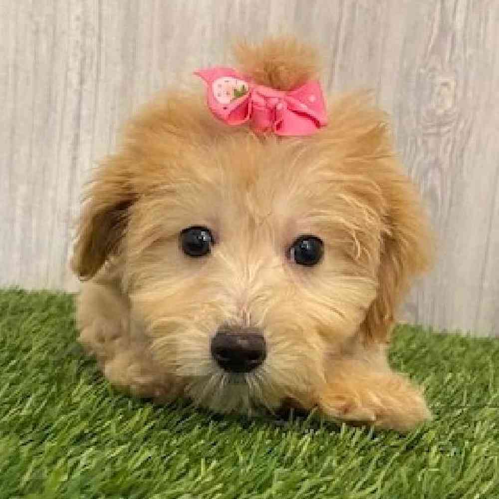Female Malti-Poo Puppy for sale