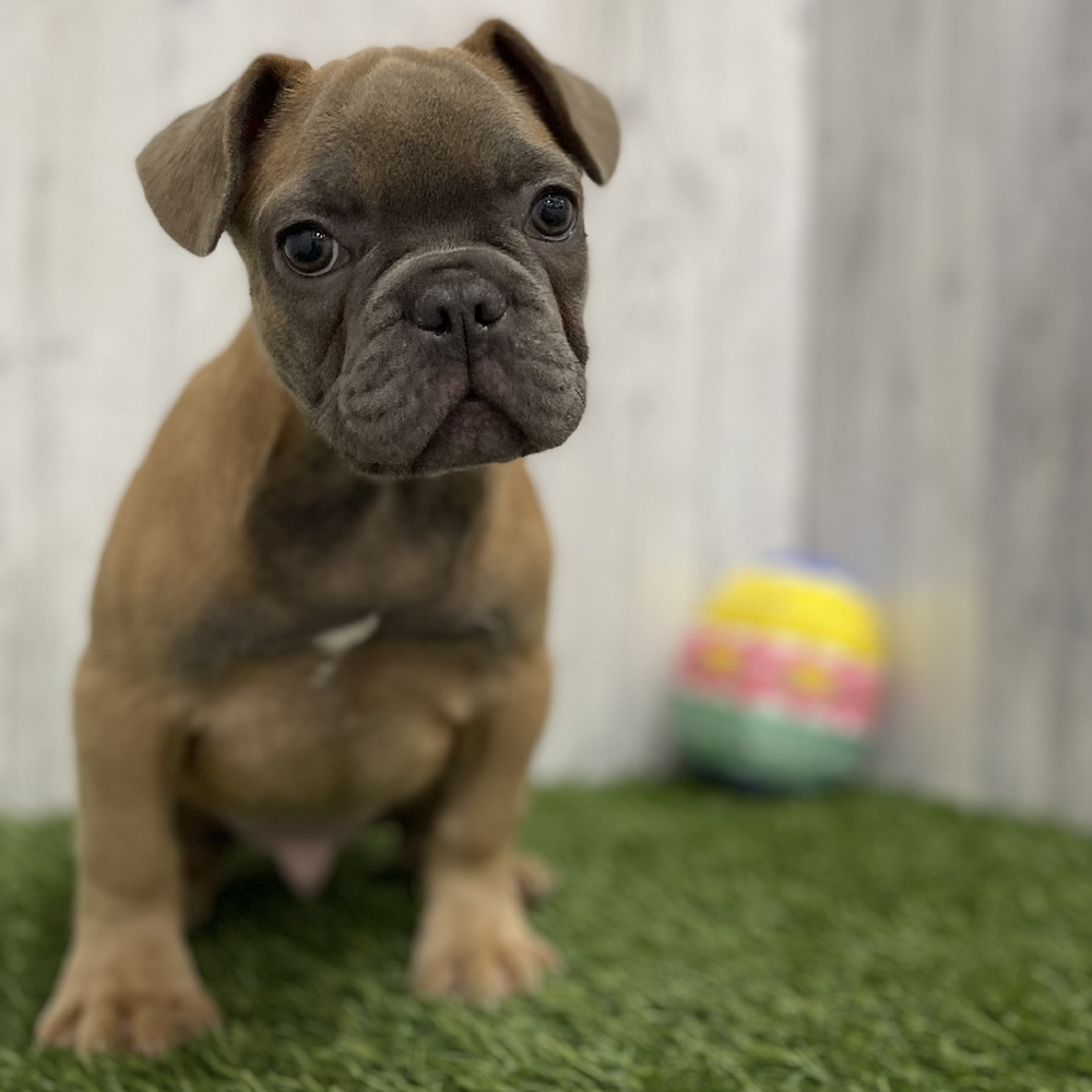 Male French Bulldog Puppy for Sale in Braintree, MA