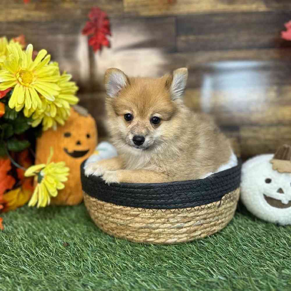 Female Pomeranian Puppy for Sale in Saugus, MA