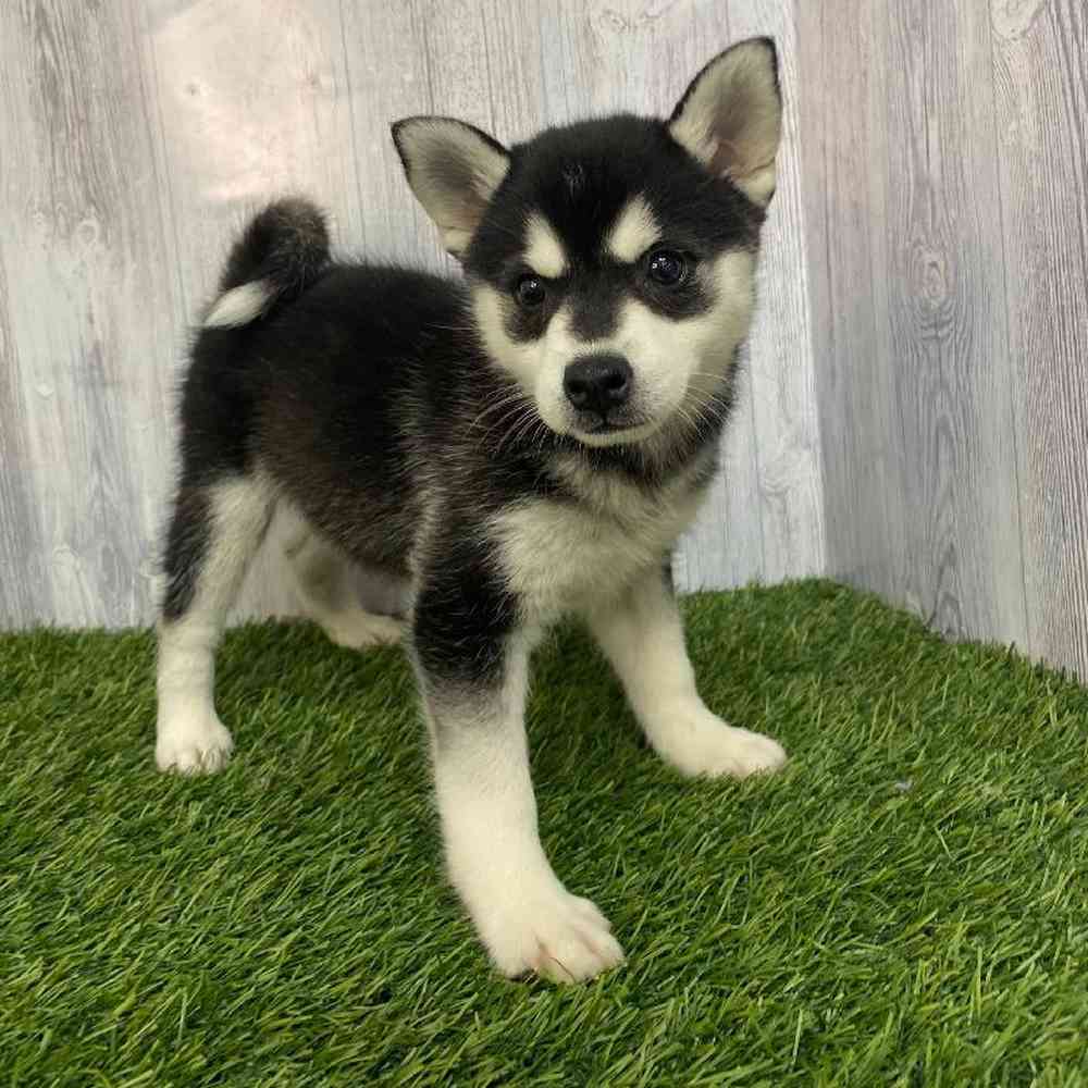 Female Alaskan Klee Kai Puppy for Sale in Saugus, MA