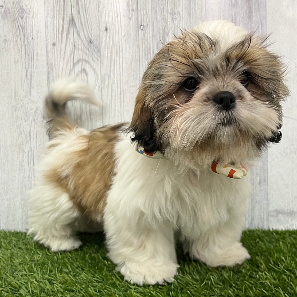 Male Shih Tzu Puppy for Sale in Braintree, MA