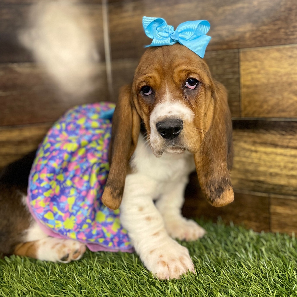 Female Basset Hound Puppy for Sale in Braintree, MA