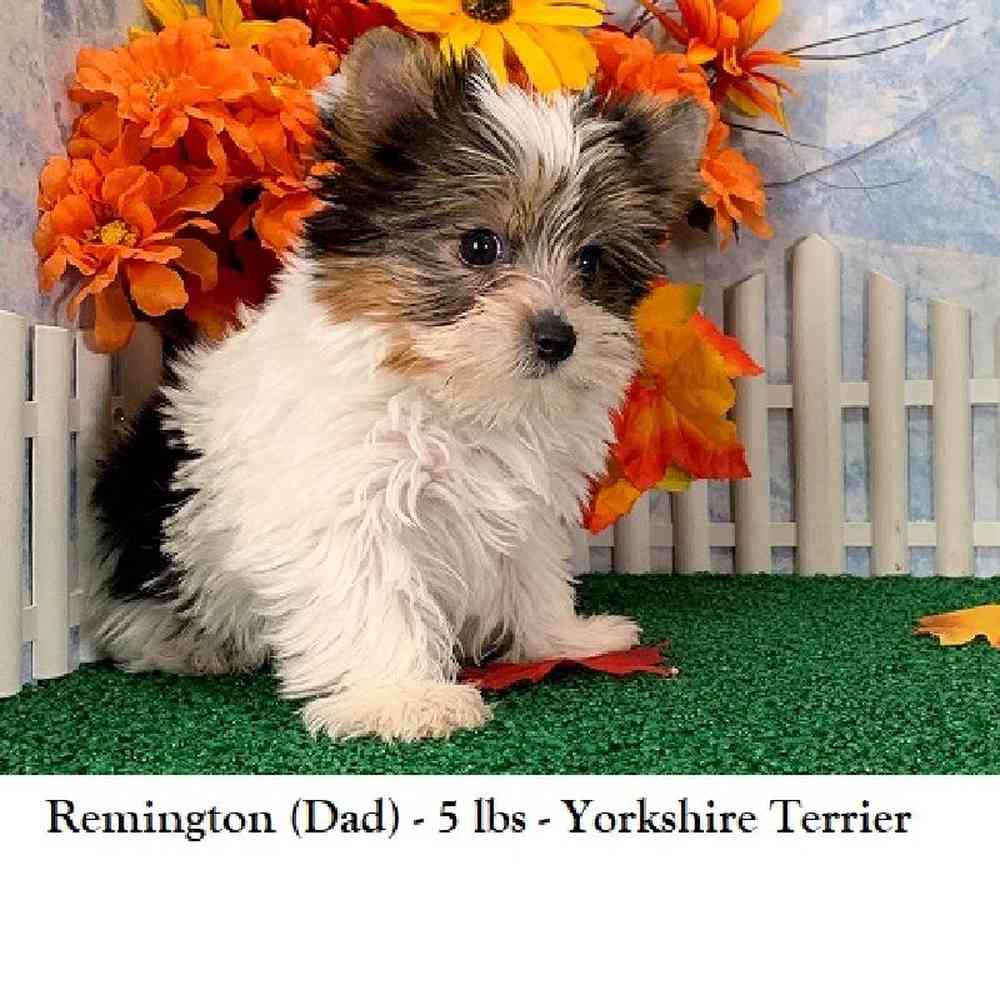 Female Yorkie-Poo Puppy for Sale in Braintree, MA