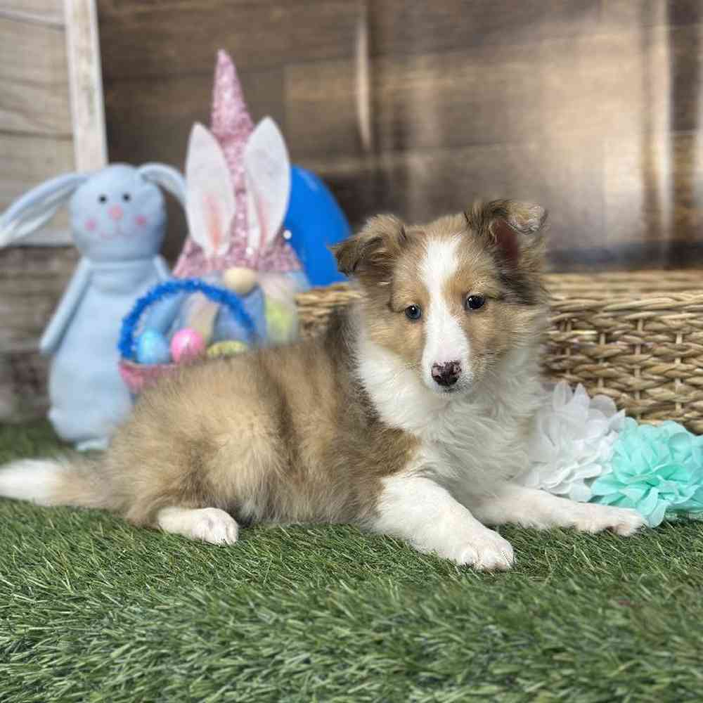 Female Shetland Sheepdog Puppy for Sale in Braintree, MA