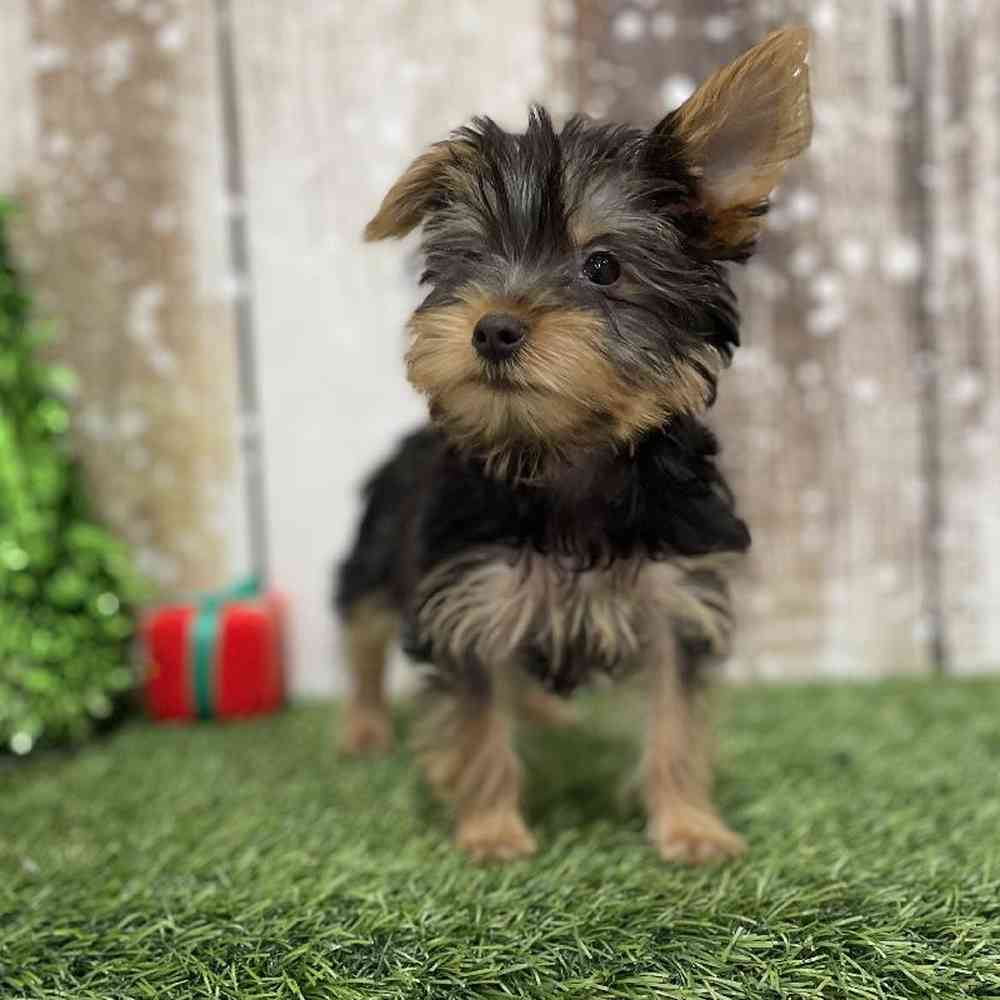 Female Yorkshire Terrier Puppy for Sale in Braintree, MA