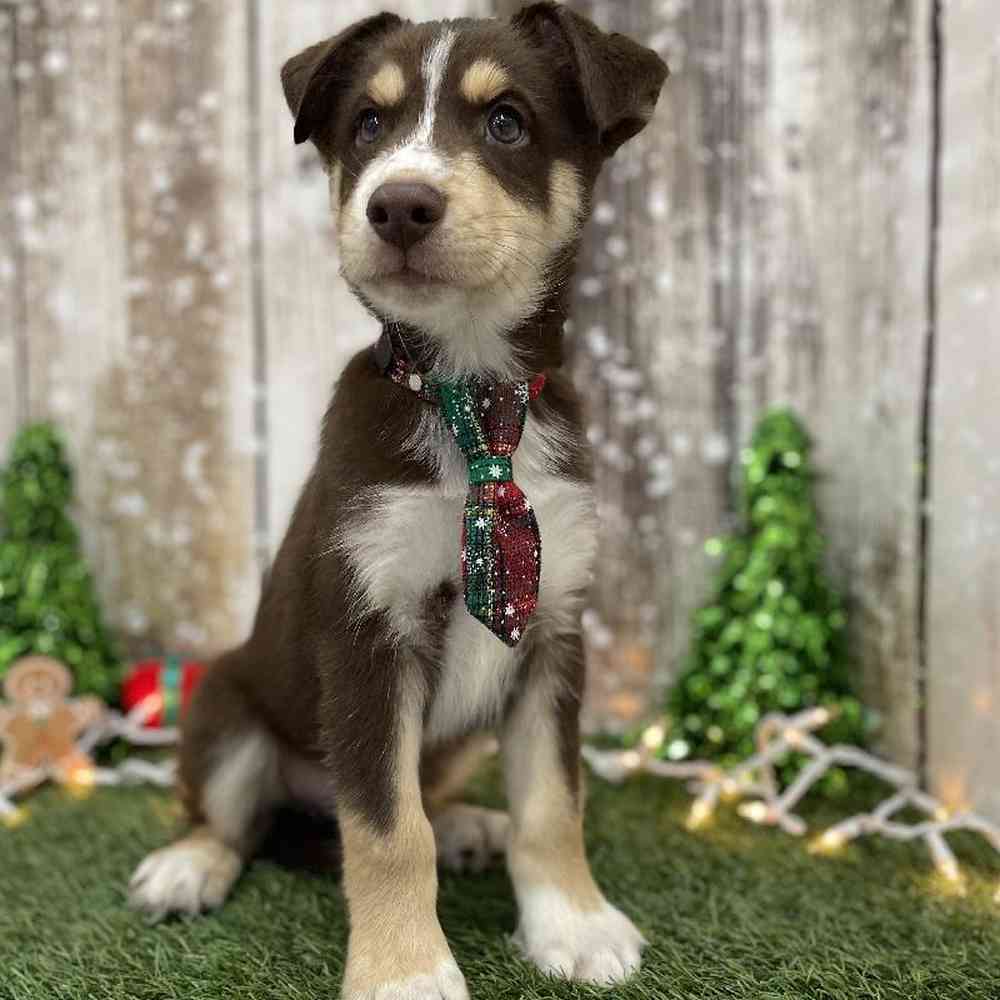 Male Australian Husky Puppy for Sale in Braintree, MA