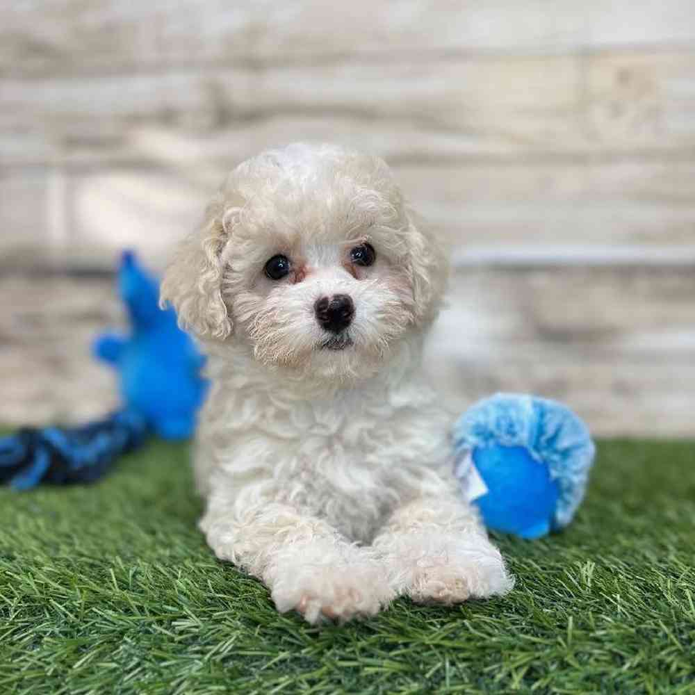 Male Havapoo Puppy for Sale in Saugus, MA