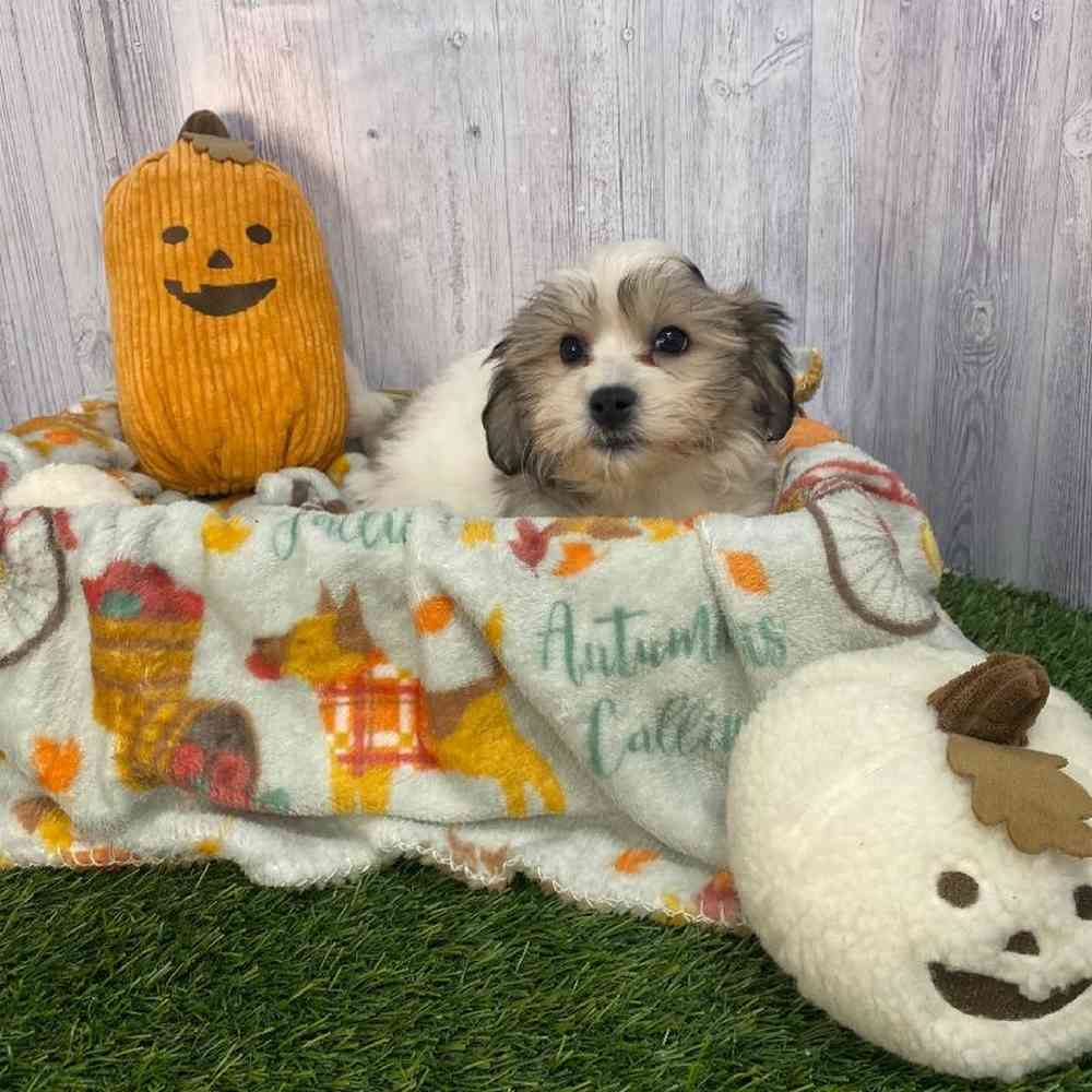 Female Teddy Bear (Zuchon) Puppy for Sale in Saugus, MA
