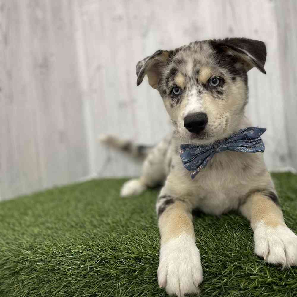 Male Australian Husky Puppy for Sale in Braintree, MA