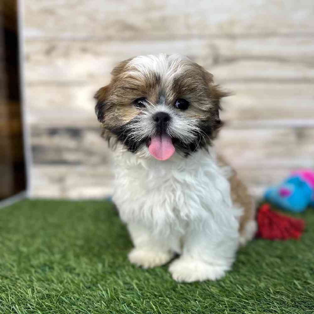 Male Shih Tzu Puppy for Sale in Saugus, MA