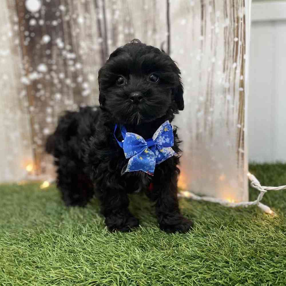 Male Shih-Poo Puppy for Sale in Braintree, MA