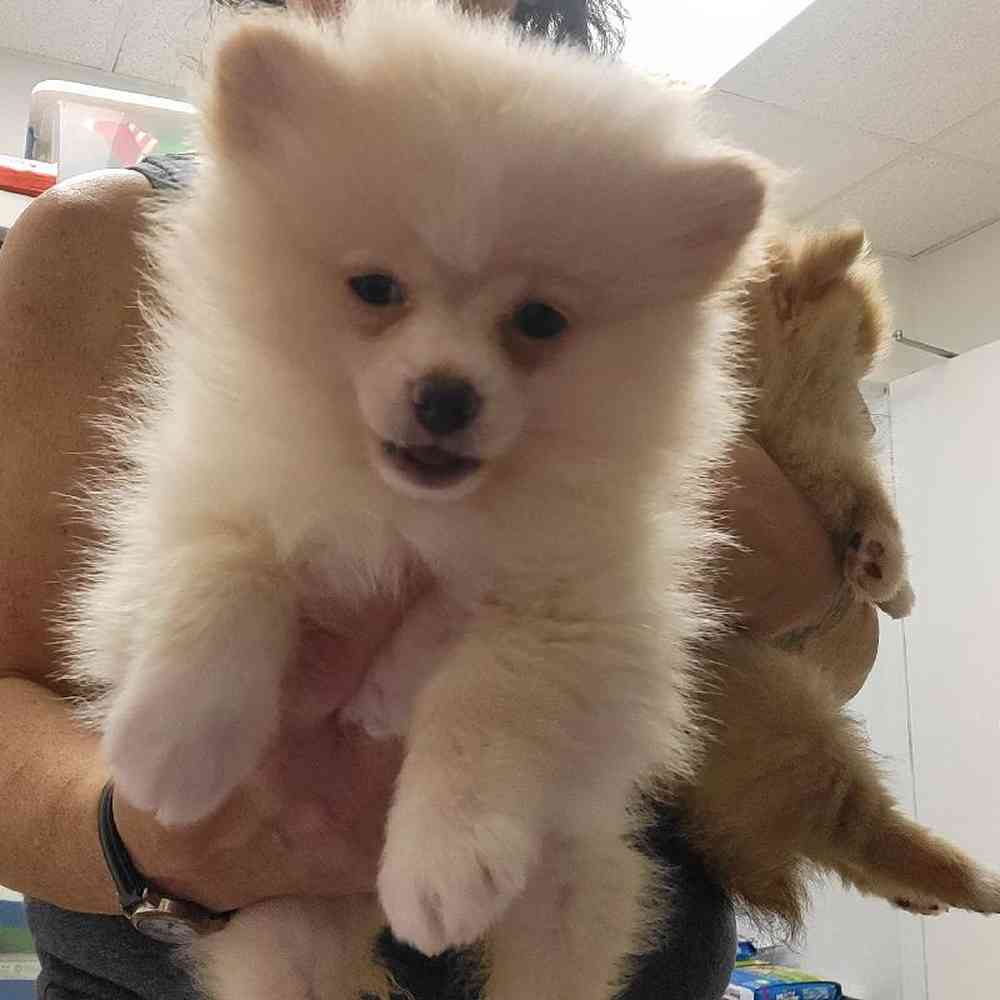 Female Pomeranian Puppy for Sale in Saugus, MA