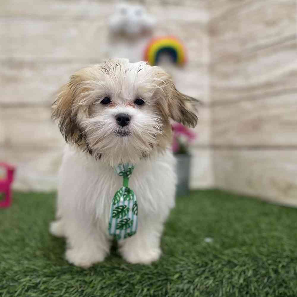 Male Malshi Puppy for Sale in Saugus, MA